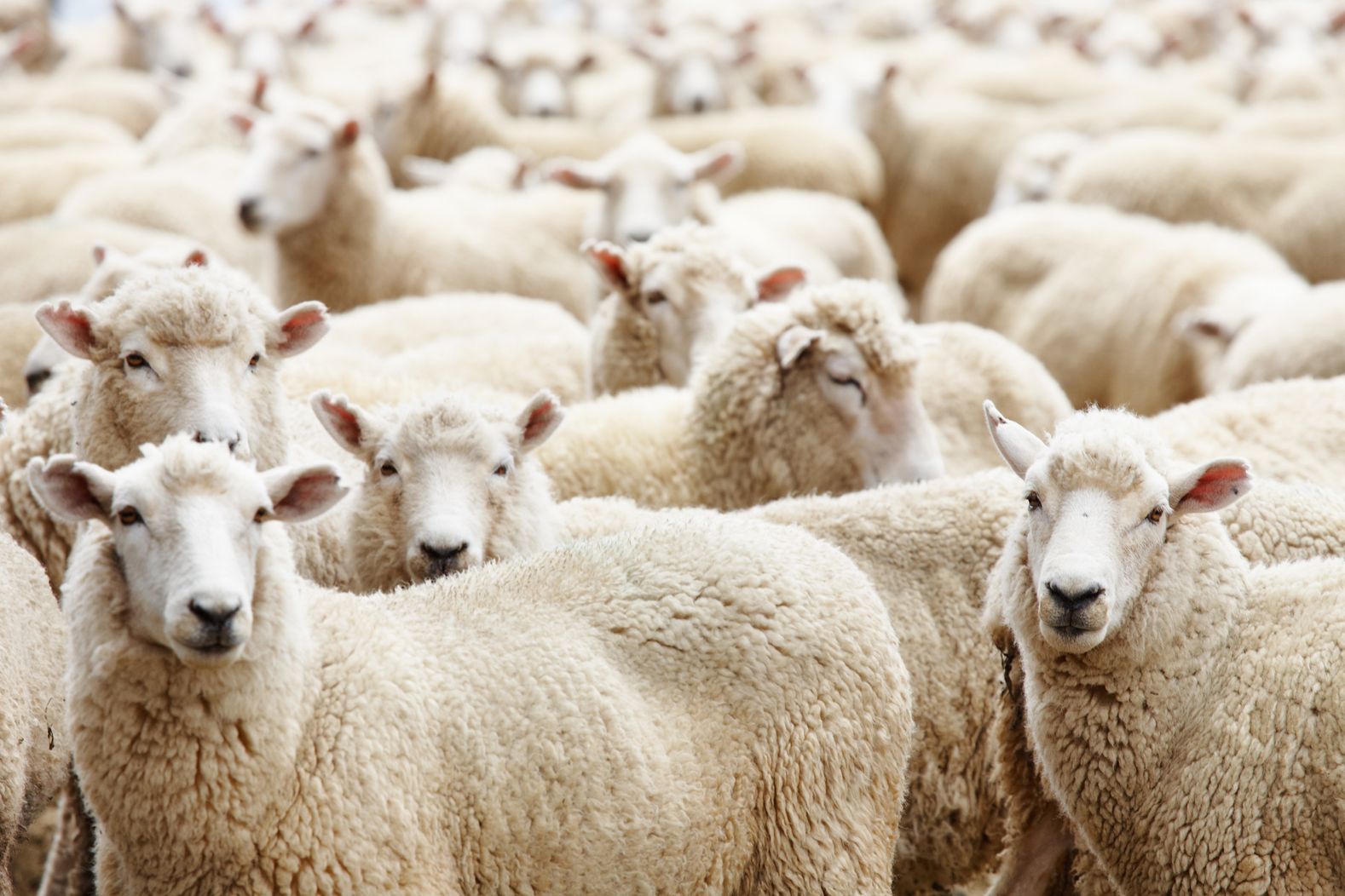 Moutons pour faire de la laine de bonne qualité vêtements